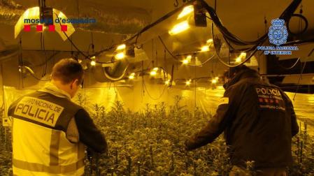 Detenidas 14 personas en Reus (Tarragona) por tráfico internacional de marihuana