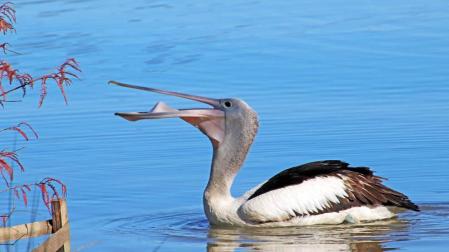 Salvan a un pelícano que se tragó un teléfono móvil al creer que era un pez