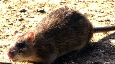 Las ratas son capaces de mostrar signos de arrepentimiento