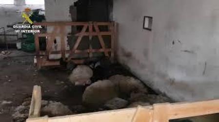 Vídeo: Imputado en Alsasua por ocupar una granja y tener animales en mal estado