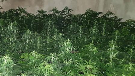 Detenido un joven que tenía 576 plantas de marihuana en su vivienda