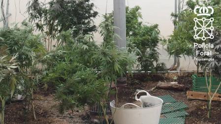 Detenido un vecino de Fustiñana por cultivar marihuana en un domicilio