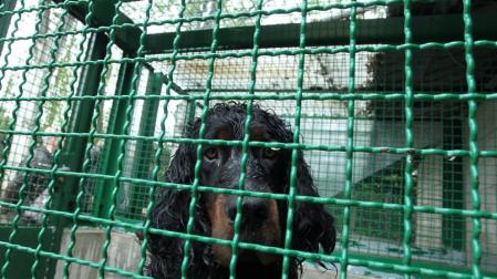 El abandono de mascotas en Pamplona, una realidad durante todo el año
