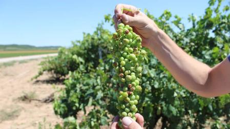 Imagen de un racimo de uva con daños por pedrisco en julio.