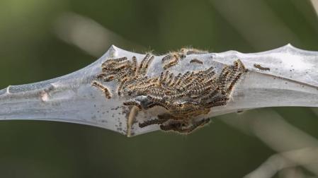 Inviernos suaves, procesionaria avanzada