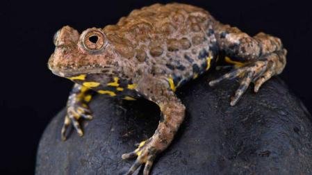 Hallan un método para curar heridas sin dejar cicatrices gracias a la piel de un sapo