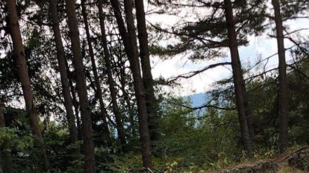 El 'oso de Garde' que nadie reconoce