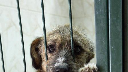 En España se abandonan 150.000 animales al año