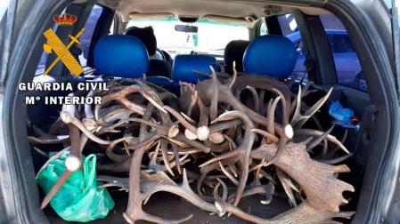 La Guardia Civil interviene 69 kilos de cuernas robados en fincas privadas de Jaén