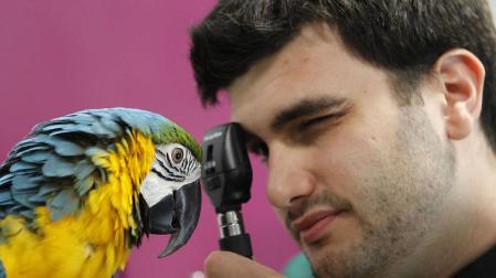 Las mascotas tambi&eacute;n se ajustan el cintur&oacute;n