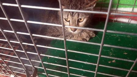 Aprobado el derribo del convento de Javerianos, tras recogerse viente gatos