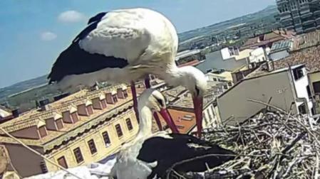 Captura de una imagen del vídeo en directo de dos ejemplares de cigüeña en Tudela.