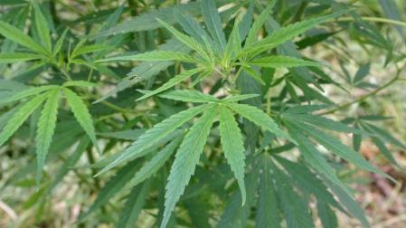 Australianos y neozelandeses, los que más fuman marihuana