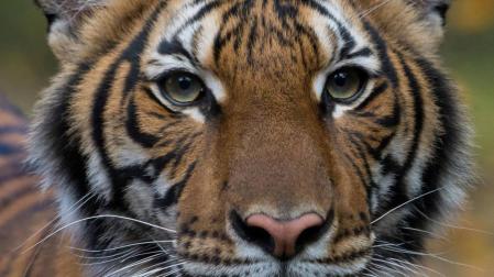 Un tigre en el zoológico del Bronx de Nueva York da positivo por coronavirus