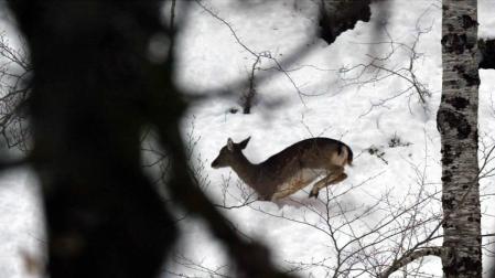 Gurelur denuncia la "ilegalidad" de permitir cazar fauna en estado de alarma