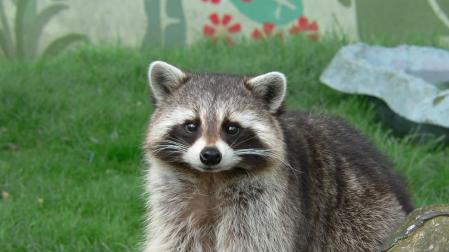El mapache se ha convertido en una de las mascotas preferidas en Japón, donde es una especie invasora