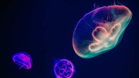 Aprender en casa: un paseo por el fondo del mar o entre planetas