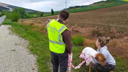 La Guardia Civil localiza a un perro perdido en la N121 entre Beriáin y Tiebas