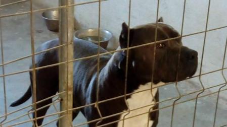 Investigado en Etxarri-Aranatz al morder su pitbull a otro perro durante un paseo