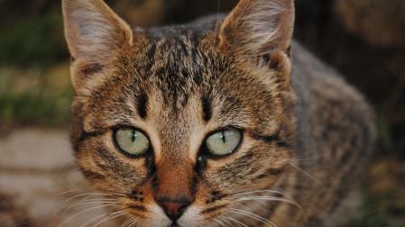 El SNS indemnizar&aacute; a un paciente que fue mordido por un gato