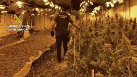 Hallan más de 2.300 plantas de marihuana en un cultivo subterráneo en Níjar