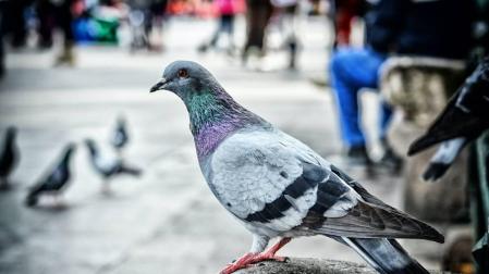 La mejor forma de limpiar los excrementos de pájaro del coche