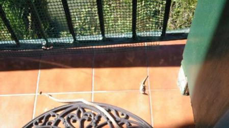 Susto por una culebra al sol del balcón en Estella