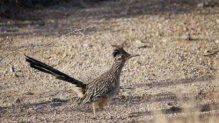 Así intenta cazar un coyote a un correcaminos en realidad