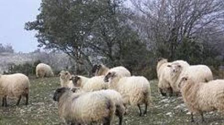 Pastores navarros denuncian ataques de perros a su ganado