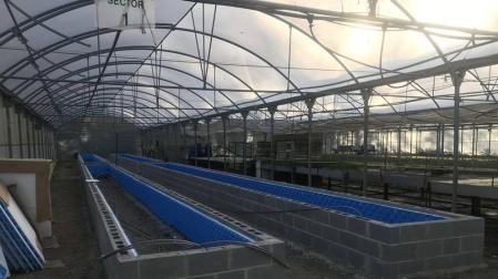 Melissa y plantas aromáticas en la primera cosecha del secadero de Aranzadi