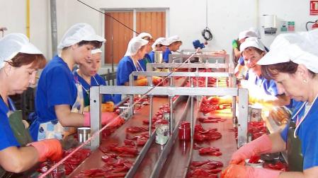 Línea de envasado de pimiento de piquillo en una conservera navarra.