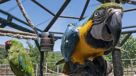 En el centro de Lezaun se acogen y se atienden animales en riesgo, abandono, maltrato o descomisados.
