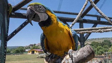 En el centro de Lezaun se acogen y se atienden animales en riesgo, abandono, maltrato o descomisados.