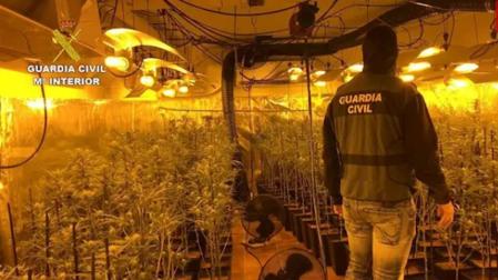 Ocho detenidos y más de 5.000 plantas de marihuana incautadas en Toledo