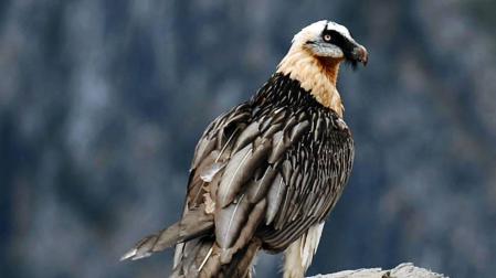 Un ejemplar de quebrantahuesos, con su plumaje característico, en una actitud de reposo.