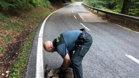 Localizada una cría de ciervo en la carretera de Eugi
