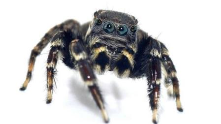 Descubren nuevas especies de arañas y una recibe el nombre de Karl Lagarfeld