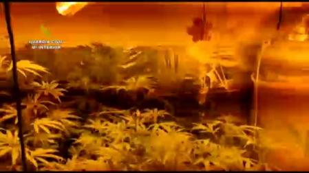 Vídeo: Localizada en Málaga una finca con más de 18.000 plantas de marihuana