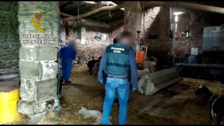 Recuperados en Navarra 67 animales robados a ganaderos de otras comunidades