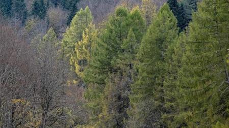 Irati se convierte en otoño en la primera opción de muchos excursionistas