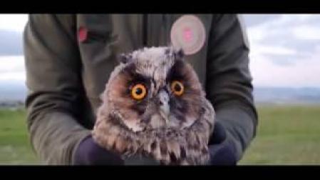 Liberación Buho Chico en Esparza de Galar