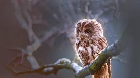 Foto de una lechuza posada en la rama de un árbol