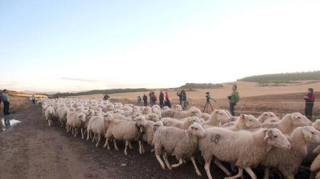 Imágenes de la entradas de las ovejas a las Bardenas Reales en un homenaje a trashumancia.