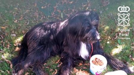 Investigado en Aoiz por abandonar el perro que adquirió para sobrellevar mejor el confinamiento