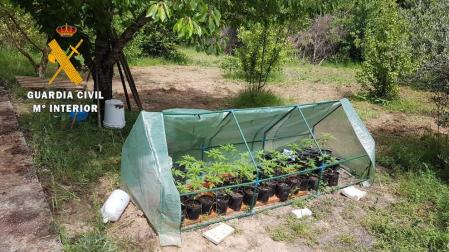 Detenido un joven por poner una plantación de marihuana en una finca de Legarda