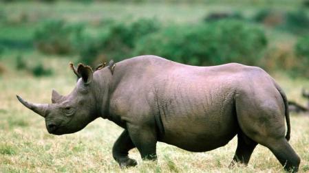 Botsuana descuerna a unos cien rinocerontes para evitar que sean víctimas de la caza furtiva