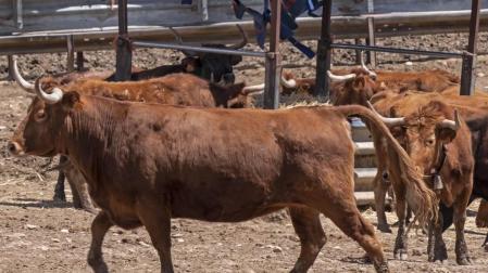 750.000 euros para las explotaciones de ganado de lidia por la crisis del covid-19