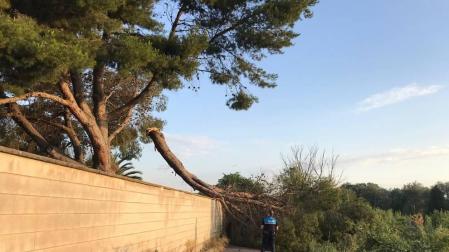 Retirada una rama que impedía el paso en el camino de la Mejana