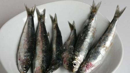 Las sardinas son una de las clases de peces más comercializadas y consumidas.