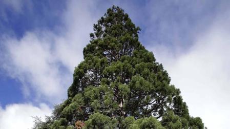 Los árboles más altos de Pamplona, pararrayos